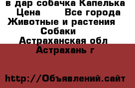 в дар собачка Капелька › Цена ­ 1 - Все города Животные и растения » Собаки   . Астраханская обл.,Астрахань г.